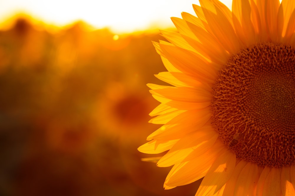 A sunflower in a sunny field.